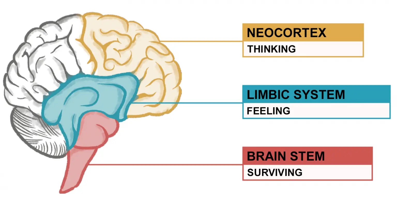 The Triune Brain 1 1536x795 1